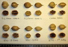 Growing Hickory and Hican for Nut Production (2)