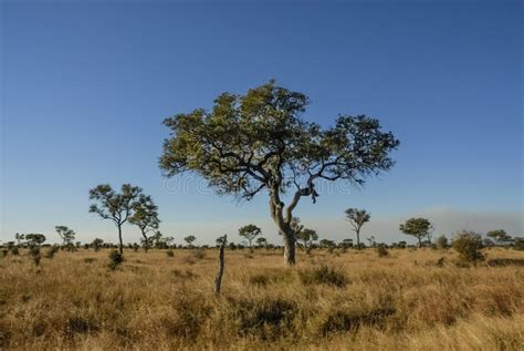 African savannah landscape stock photo. Image of landscape - 173267016