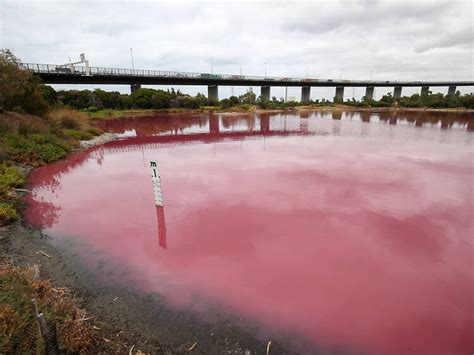 Where to find Victoria’s pink lakes | Pink lake Melbourne