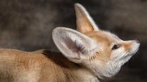 Fennec Fox | San Diego Zoo Animals & Plants