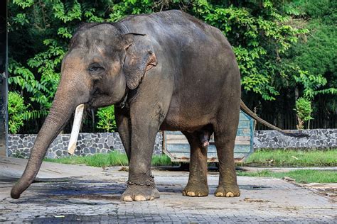 Sumatran elephant - Wikipedia