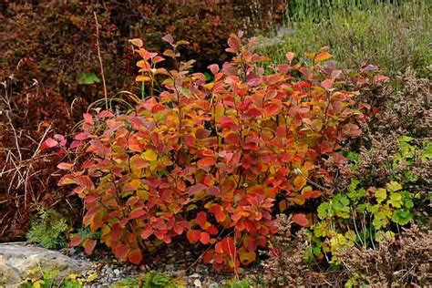 Fothergilla gardenii (Dwarf Fothergilla)