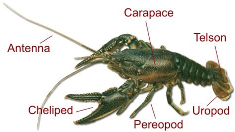 Biology of the Northern Crayfish (Orconectes virilis)