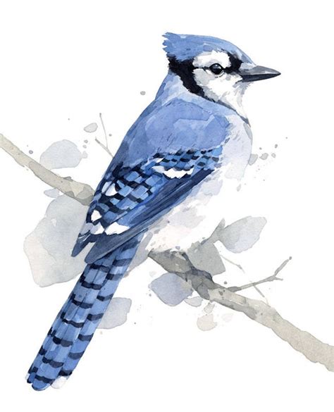 Blue Jay Print Bird Watercolor Painting | Etsy