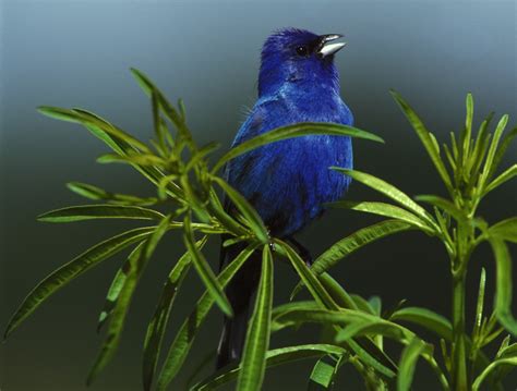 Free photo: Indigo Bunting - Animal, Bird, Blue - Free Download - Jooinn