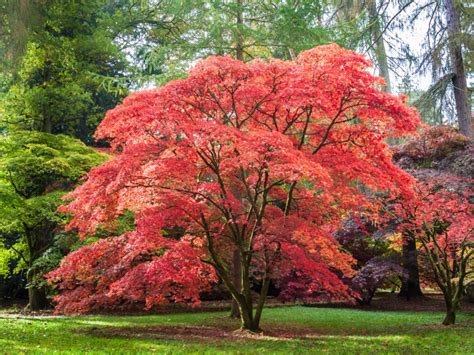 Japanese Maple Tree Images : Red Japanese Maple Trees For Sale ...