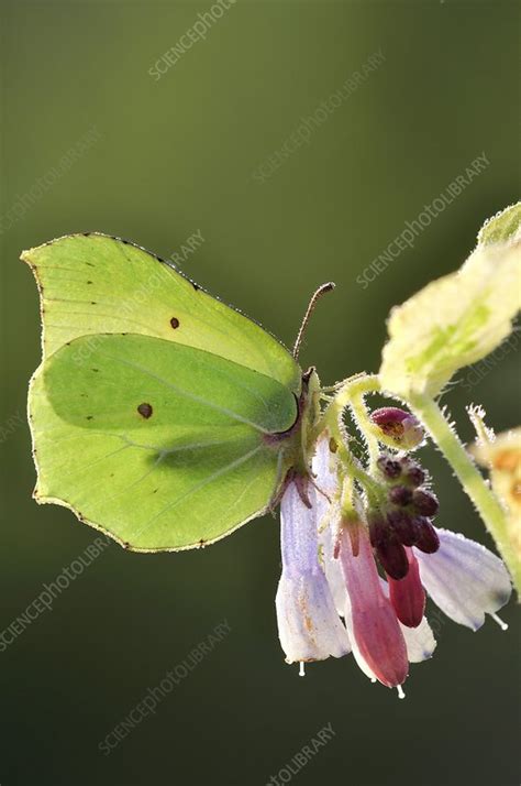 Male brimstone butterfly - Stock Image - C046/1816 - Science Photo Library