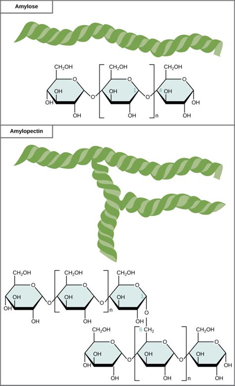 Structure and Function of Carbohydrates | Biology for Non-Majors I