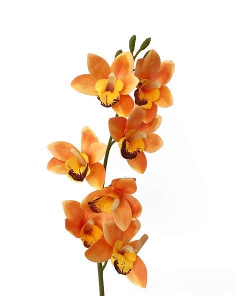 Cymbidium orchid orange — Wild Blooms Australia - Artificial and dried ...