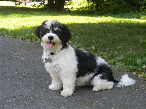 Reviews of Royal Flush Havanese | Havanese Puppies | Havanese dogs ...