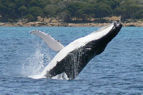 Australia's Great Humpback Whale Migration | Australian Wildlife Journeys