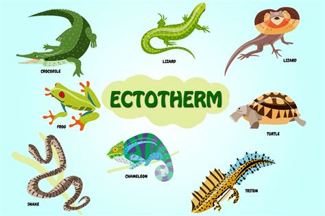 Ectotherm: Definition, Exaplanation And Examples (Ectothermic Animals)