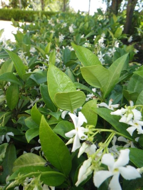 Chinese Star Jasmine - Landsdale Plants