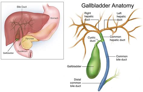 Gallbladder - Location and Function of Gallbladder