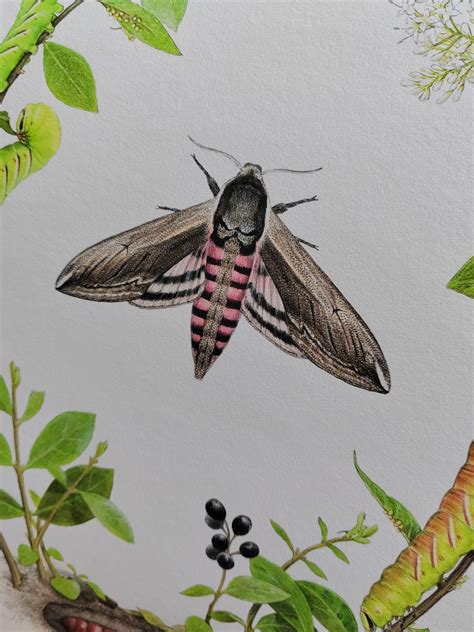 Privet Hawk Moth lifecycle - Life-size limited edition art print ...