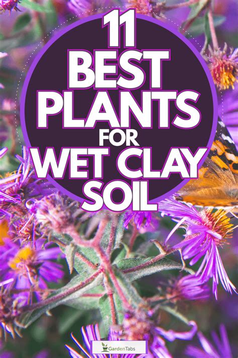 11 Best Plants For Wet Clay Soil