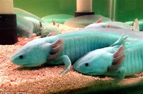 Axolotl salamanders nearing extinction become new attraction at Chinese ...