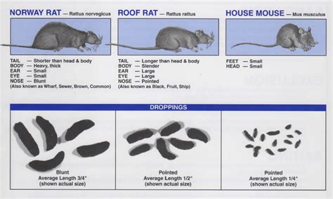 Bugland Pest Management Inc - RODENTS