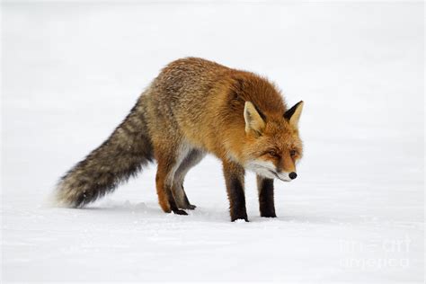 Red Fox Hunting in Winter Photograph by Arterra Picture Library - Fine ...