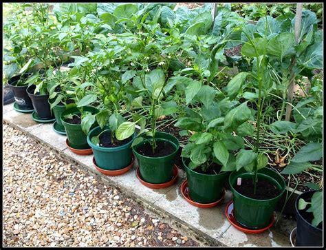 Proven Tips for Growing Habanero Peppers in Containers | Hort Zone