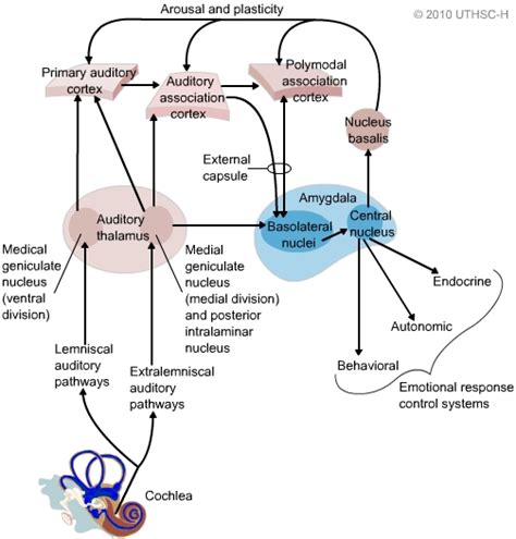 Amygdala Diagram