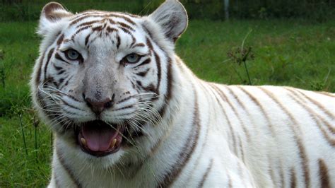 True Facts About White Tigers - YouTube