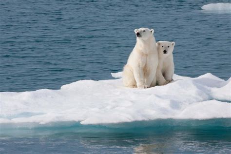 Polar Bear on Iceberg | Lakeshore Solar