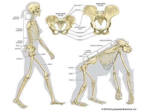 The skeletal structure of a human being (left) differs from that of a ...