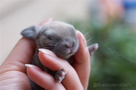 Adorable baby holland lop bunny! | Holland lop bunnies, Baby bunnies ...