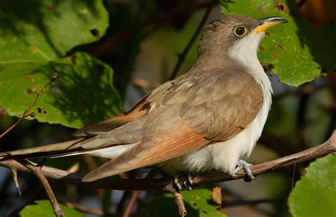 Yellow-billed Cuckoo - American Bird Conservancy