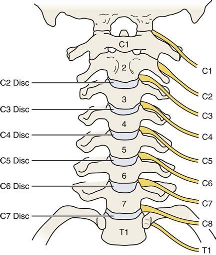 Cervical Spine Nerve Root Anatomy | Porn Sex Picture