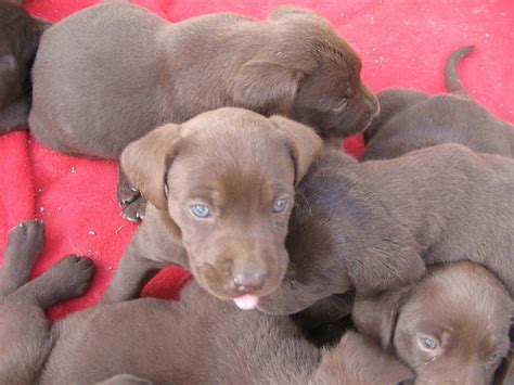 Chocolate Lab Puppies FOR SALE ADOPTION from santee California San ...