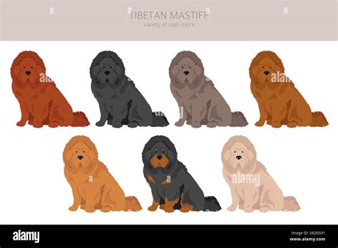 Tibetan mastiff clipart. Different poses, coat colors set. Vector ...