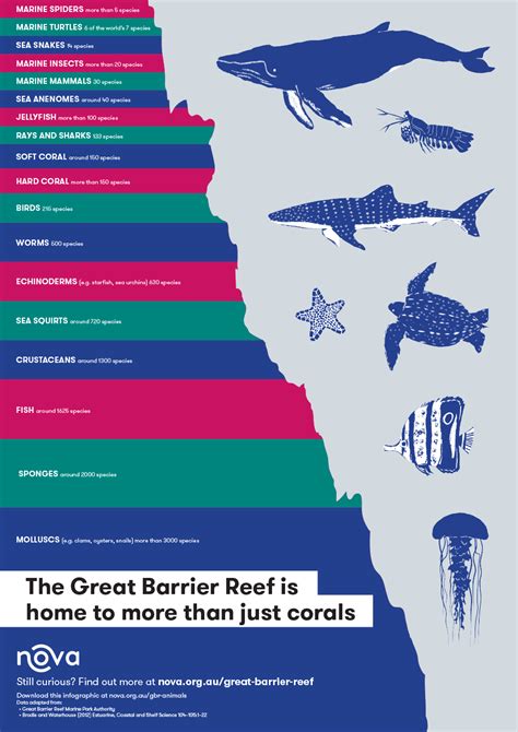 Infographic: Animals of the Great Barrier Reef Marine Turtle, Marine ...