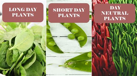 PHOTOPERIOD ( Long Day Plants ,Short Day Plants and Day Neutral Plants ...