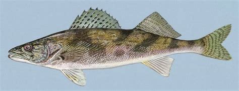 Walleye/Sauger Identification