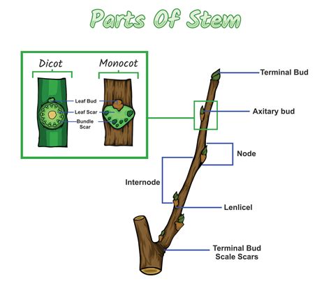 Diagram Parts Of Stem Plant 21450252 Vector Art at Vecteezy