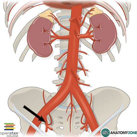 internal iliac artery Archives - AnatomyZone