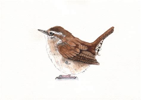 Wren painting W073 bird wildlife art nature by LouiseDeMasi