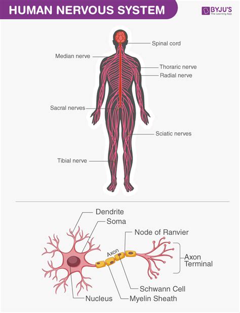 Human Body Systems Diagram