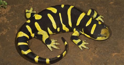 Wild File: Meet the largest land salamander on earth