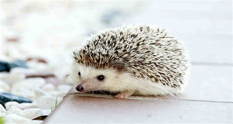 Everything You Need to Know About African Pygmy Hedgehog Care ...