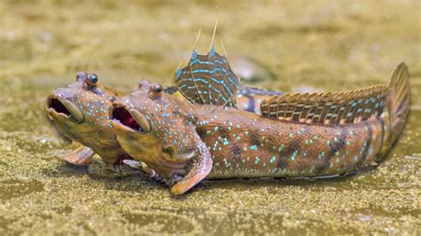 9 Crazy Facts About Mudskippers: The Fish That Lives Out of Water - YouTube