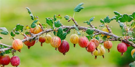 All Gooseberry Bushes Require Proper Maintenance - Learn How In This ...