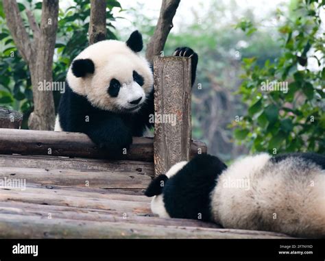 Panda mother cub hi-res stock photography and images - Alamy