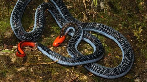 The venom of one of world's deadliest snakes could relieve pain, say ...