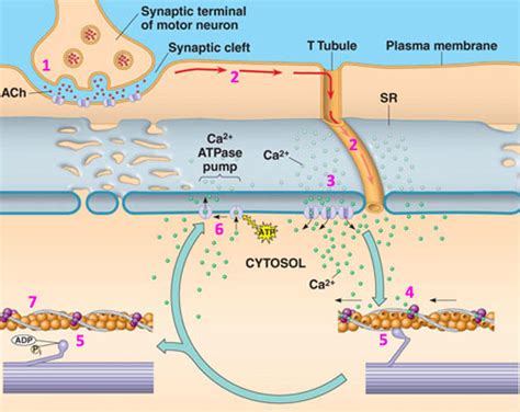 Skeletal muscle contraction Diagram | Quizlet