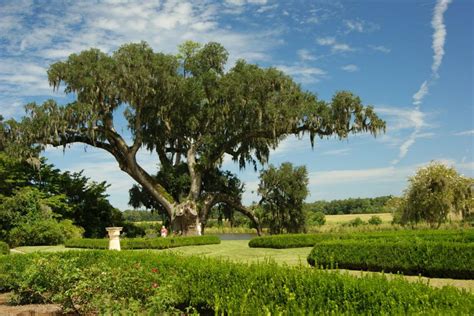 Garden Tour: Middleton Place | HGTV