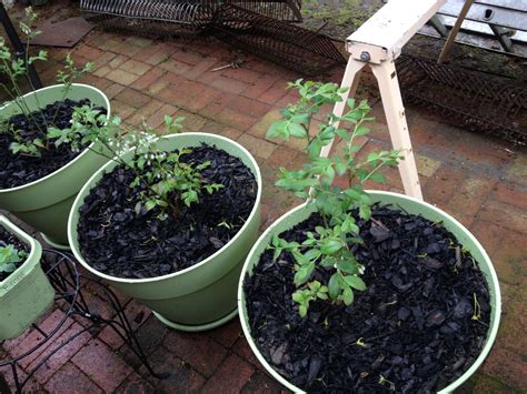 Potted Blueberry bushes | Blueberry bushes, Garden pots, Plants