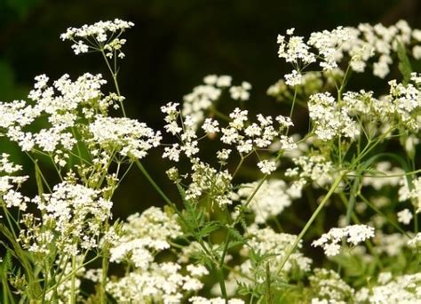 What Is Chervil? Discover The French Gourmet's Parsley